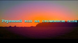 Утренний коп на скошенном поле