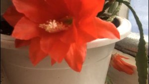 Эпифиллум - лесной кактус!! Секреты зимнего ухода