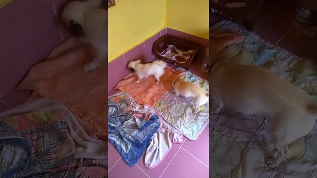 Наш новый вольер,мои чихуахуа