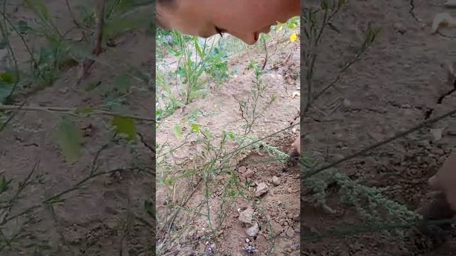 мы нашли крота и похоронили его смотреть онлайн