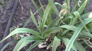 Опыт двухгодичного выращивания лука порея посевом семян в грунт