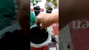 Гипоэстос.  как укоренить Гипоэстос