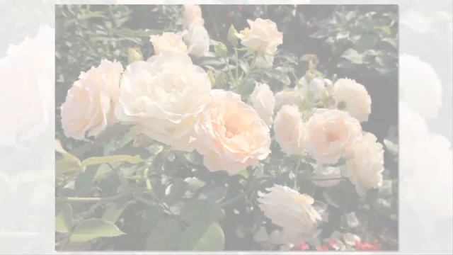 Rokoko Rose Tantau смотреть онлайн