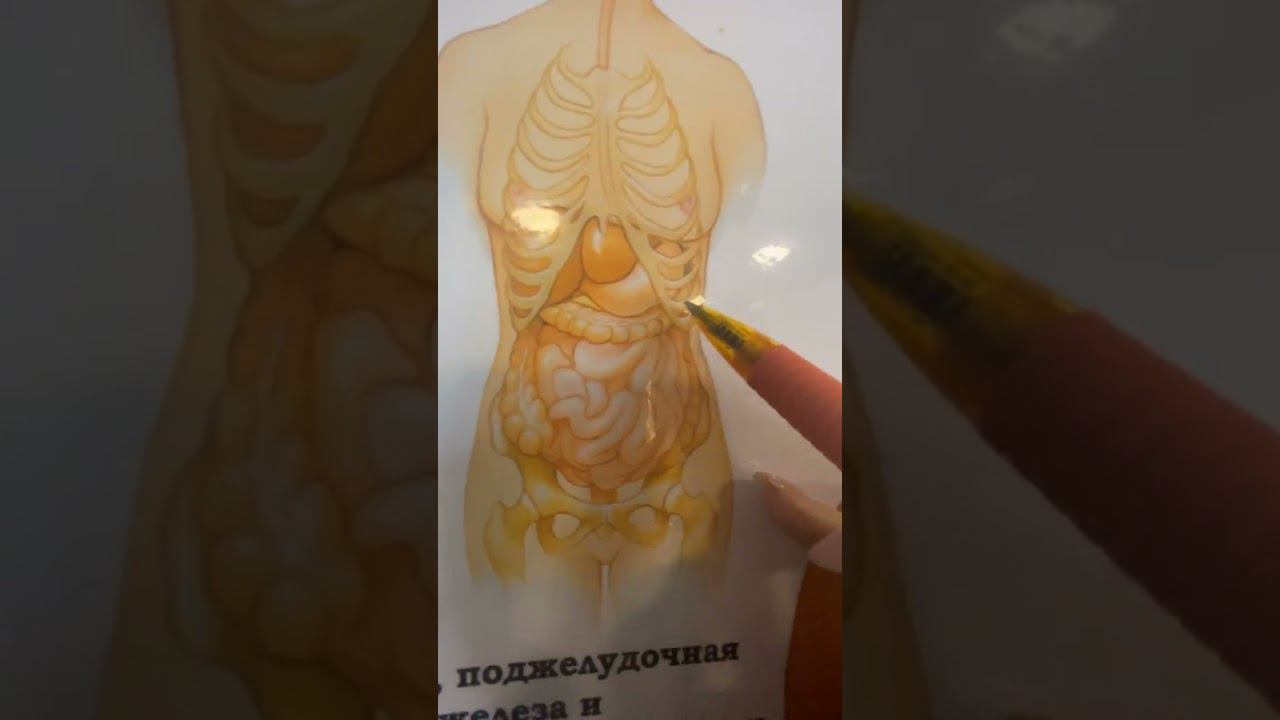Курс по нормализации желчеоттока. УЗИ. Диагностика.