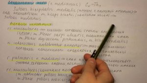 Билет 050. ПЛЕЧЕВОЕ СПЛЕТЕНИЕ: ОБРАЗОВАНИЕ, ТОПОГРАФИЯ. ДЛИННЫЕ ВЕТВИ.