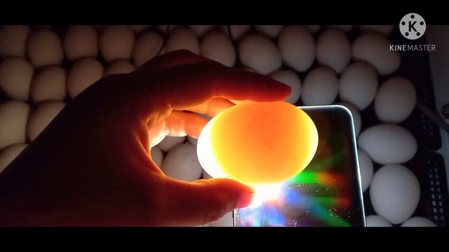 Овоскопирование индоутиных яиц на 3 и 5 сутки (часть 1) смотреть онлайн