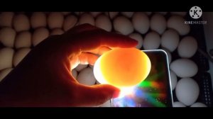 Овоскопирование индоутиных яиц на 3 и 5 сутки (часть 1)