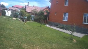 Восточно Европейская Овчарка Граф.