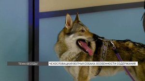 Чехословацкая волчья собака: уход и содержание