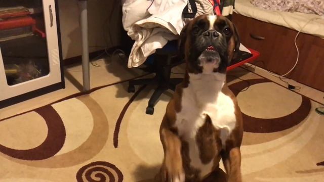 Забавная собака рассказывает анекдот про собаку смотреть онлайн