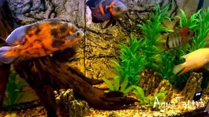 Аквариум с астронотусами и красивой мангровой корягой 400л