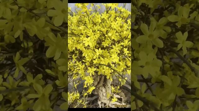 Forsythia suspensa