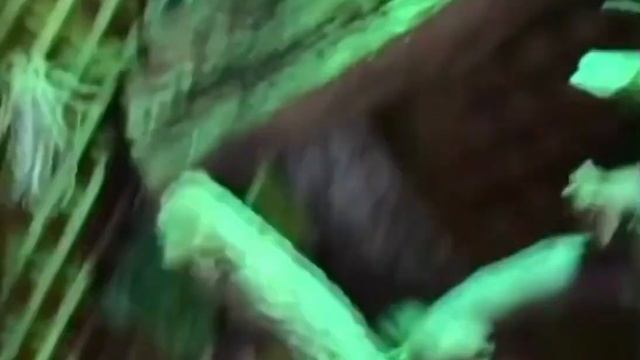 Clamidosaurio(chlamydosaurus kingii) смотреть онлайн