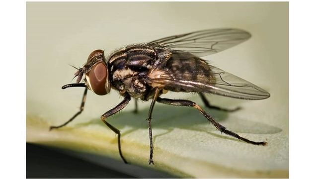 Отряд Двукрылые. Класс Насекомые. Уроки Биологии Онлайн смотреть онлайн