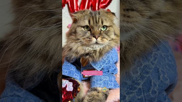 Ставьте??если любите животных!❤️ #любовькживотным #котики #кот