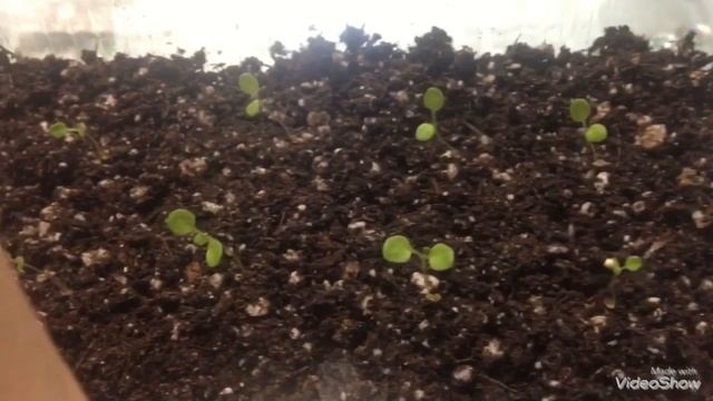 Любимая Фиалка, трейлеры, Бегонии, однолетники смотреть онлайн