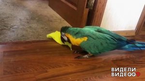 Чистоплотный попугай. Видели видео? Фрагмент выпуска от 29.09.2019