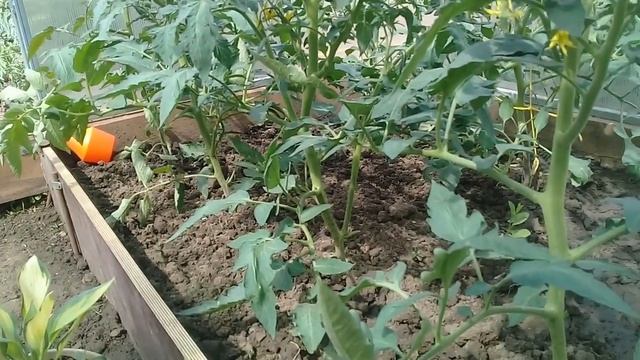 Томаты. Когда и чем удобрять томаты
