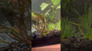 ЗАПУСК НОВОГО АКВАРИУМА НА 60 л