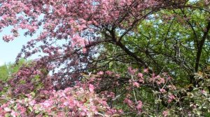 Цветущее дерево Сакура