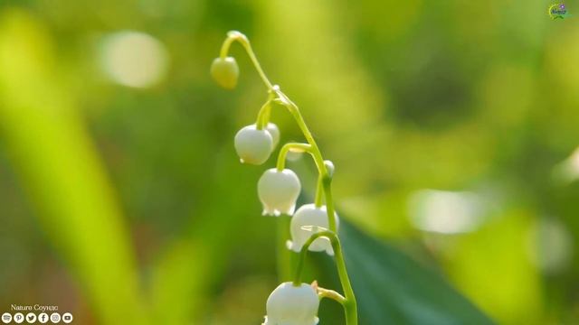 Просто Божественная Непревзойденная музыка! Музыка Сергей Грищук! Хочется слушать До Бесконечности смотреть онлайн