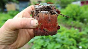 Слизни пачками растворяются в этой жиже! Лучшее средство от Слизней работает как часы! СЛИЗНи