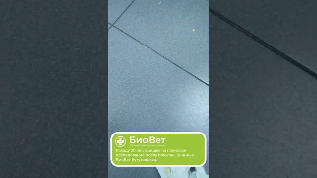 Какаду 20 лет, пришел на плановое обследование после покупки. Клиника БиоВет Кутузовская.