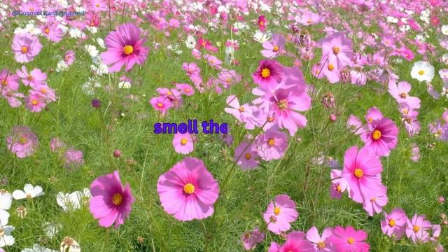 Silva Method & The Law of Attraction смотреть онлайн