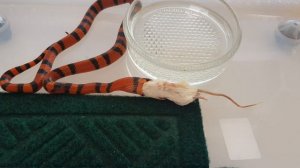 Молочная змея