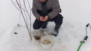 Зимняя рыбалка на жерлицы