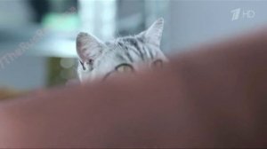 Аdvertising Реклама Вискас Whiskas Мясной Паштет Хозяин умеет удивлять