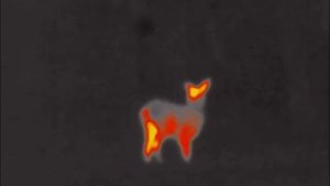 Кабан и косуля в ночном лесу / Съёмка тепловизором Pulsar Helion XQ50F