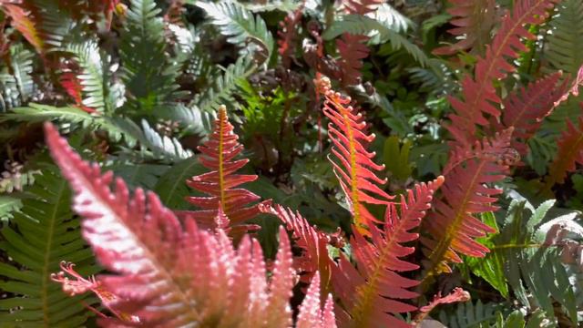 Ferns for the Garden - Doodia aspera, a Colourful outdoor Fern смотреть онлайн