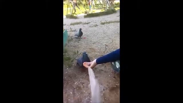 Приручение голубя смотреть онлайн