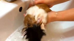 Как купать морскую свинку? Плавают ли морские свинки? Кудряшка Ксю купает своего питомца Сеню.