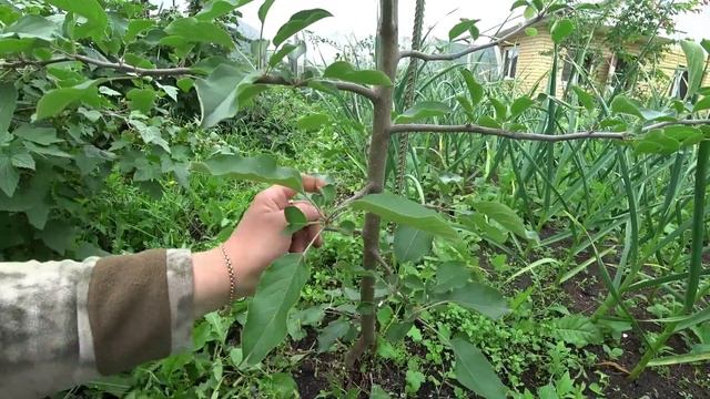 Учимся формировать молодые яблони смотреть онлайн