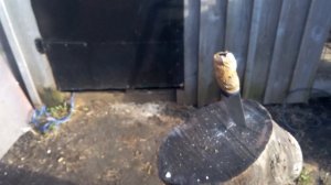 Тест и обзор  ножа из кованой р18