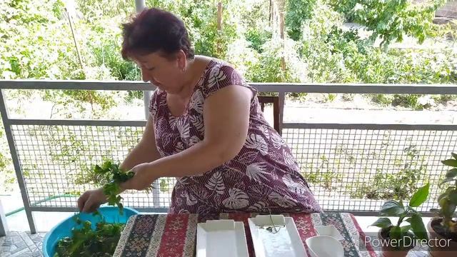 "Солёный ЦИЦАК"?️//Как солить ЦИЦАК на зиму//ԾԻԾԱԿԻ թթու//Ինչպես թթու դնել Ծիծակը// смотреть онлайн