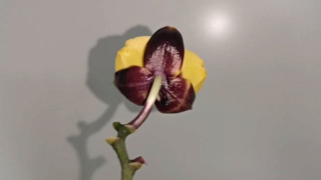 Цветение орхидей в сентябре. Rainbow, Шоколад, little Gem Stripes бабочка,Саншайн, Sannion,Везувий. смотреть онлайн