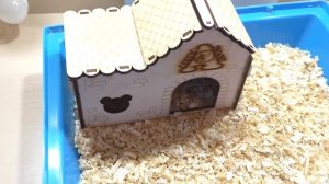 ПОДАРИЛИ ЖИВОТНОЕ! / РАСПАКОВКА ПОДАРКА ОТ ПОДПИСЧИКОВ / Alisa Easy Pets