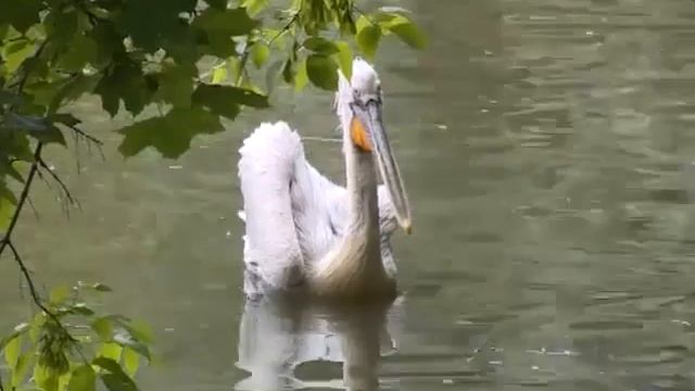 Условия содержания пеликана.