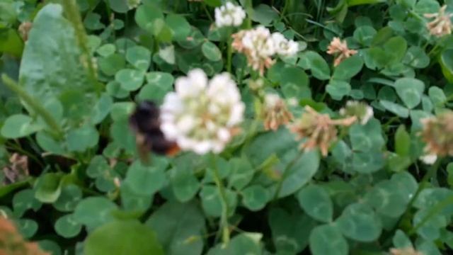 Шмели на цветах смотреть онлайн