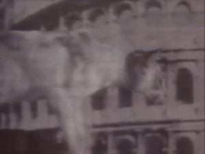 ВВС  Кошки - загадочные и таинственные представители семейства кошачьих