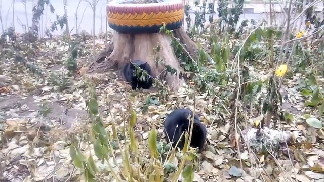 Коты близнецы смотреть онлайн