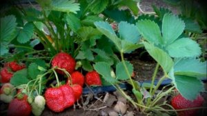Клубника сорта королева Елизавета особенности выращивания и ухода