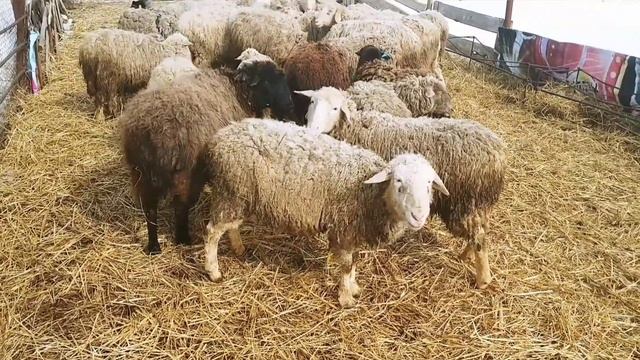 Вздутие живота у овец: причины, методы лечения|Тимпания у овец| Овцеводство смотреть онлайн