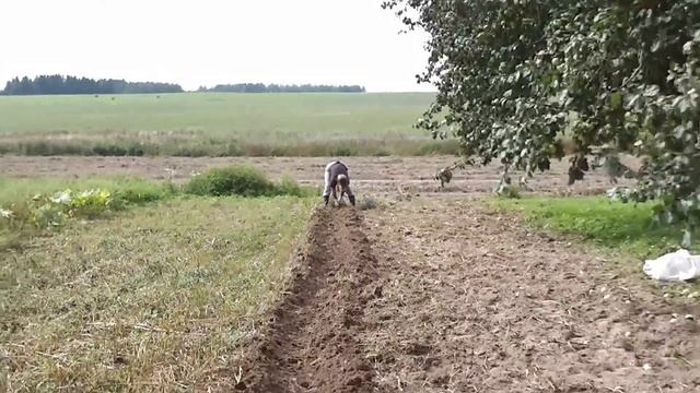 Копаем картофель мотоблоком, с помощью веерной картофелекопалки. смотреть онлайн