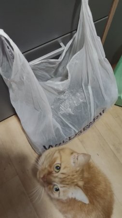 Котоприёмка пакетов котом Филей