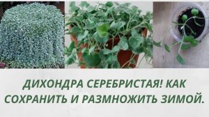 Дихондра серебристая.Способ сохранения зимой.Размножение черенками. Ампельное растение для сада.