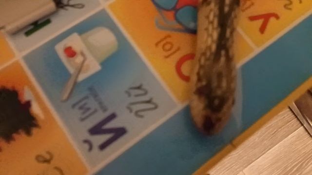 змеинный яд деревус